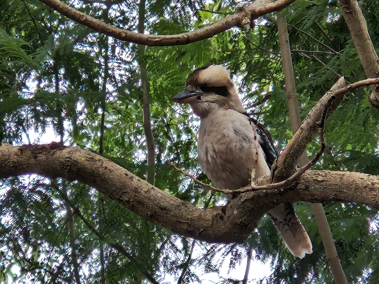 Kookaburra at the zoo